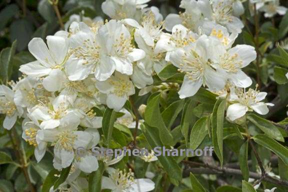 philadelphus lewisii 3 graphic